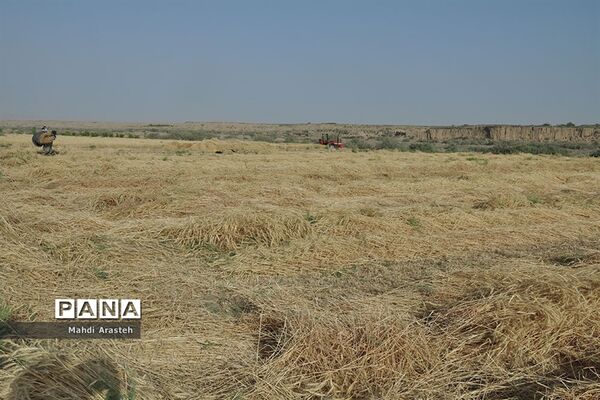 آغاز برداشت گندم از مزارع شهرستان خوسف خراسان جنوبی