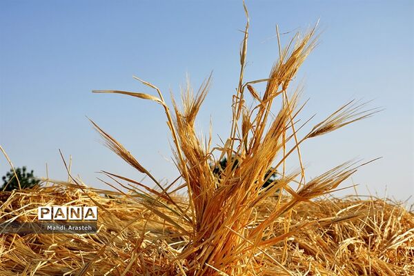 آغاز برداشت گندم از مزارع شهرستان خوسف خراسان جنوبی