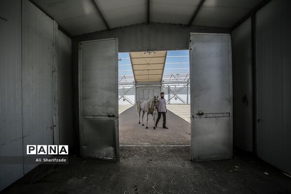 نمایشگاه بین المللی اسب