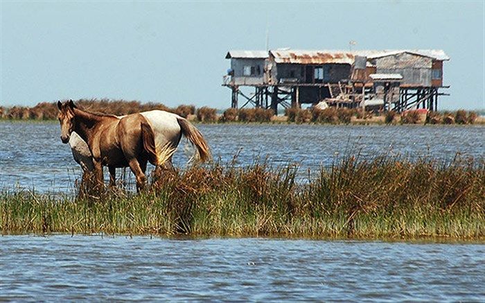 مدیرکل حفاظت محیط زیست استان گلستان:  طرح مصوب طبیعت گردی آشوراده منطبق با قوانین است