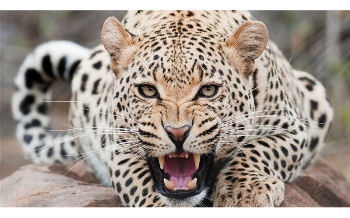 خسارت حمله پلنگ به 15 دامدار فارسی پرداخت شد