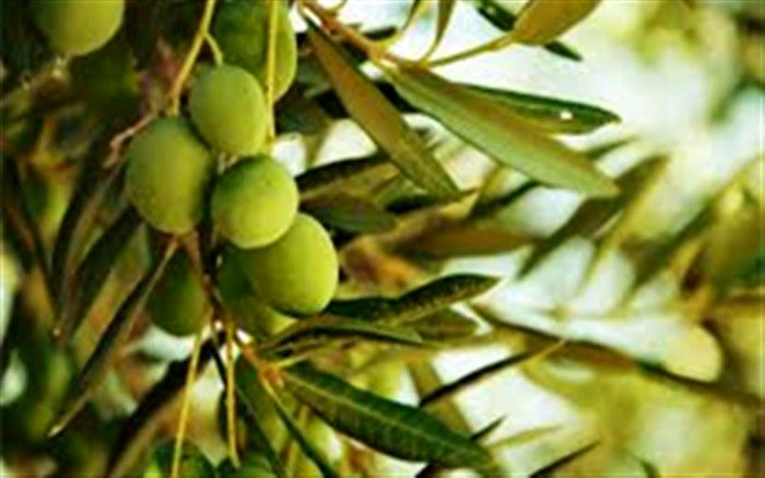 مدیر جهاد کشاورزی رودبار: امسال سال‌آور زیتون است