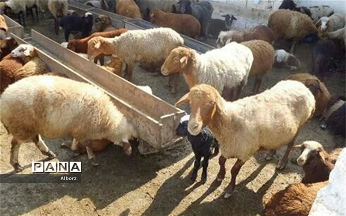 دامدار نمونه البرزی با حمایت کمیته امداد بر سرطان و ورشکستگی غلبه کرد