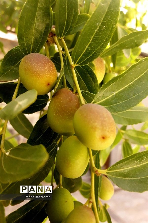 عناب میوه درخت کوچک و گرمسیری