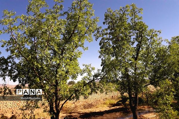 عناب میوه درخت کوچک و گرمسیری