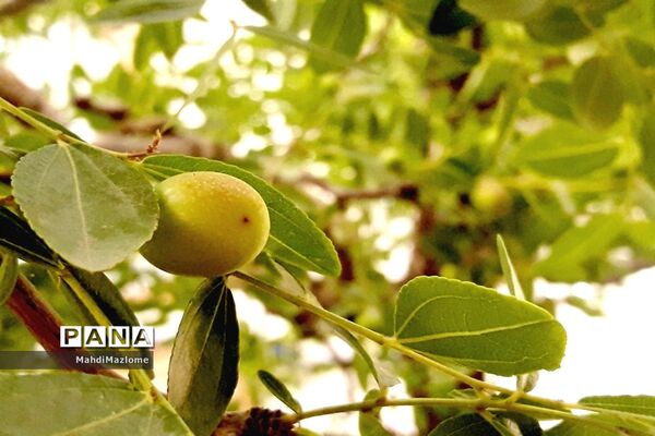 عناب میوه درخت کوچک و گرمسیری