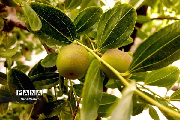 عناب میوه درخت کوچک و گرمسیری