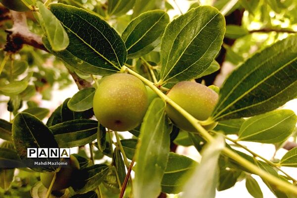 عناب میوه درخت کوچک و گرمسیری