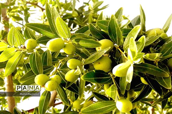 عناب میوه درخت کوچک و گرمسیری