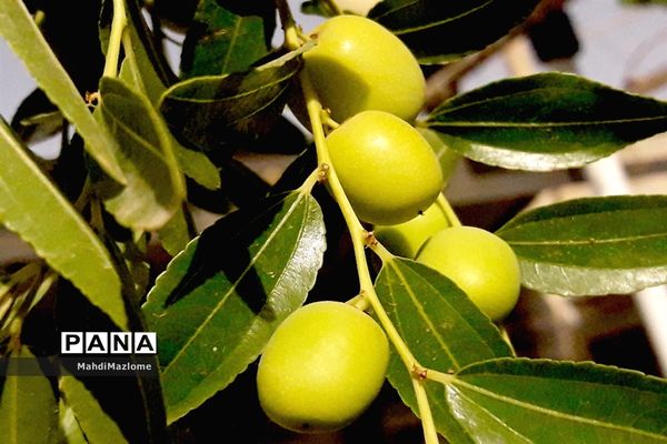 عناب میوه درخت کوچک و گرمسیری