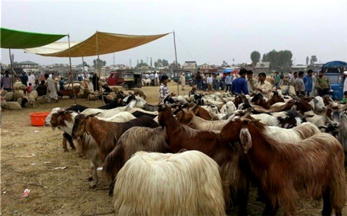 واردات دام زنده به سیستان و بلوچستان کاهش یافته است