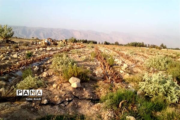 دشت گله دار در حصار خشکسالی