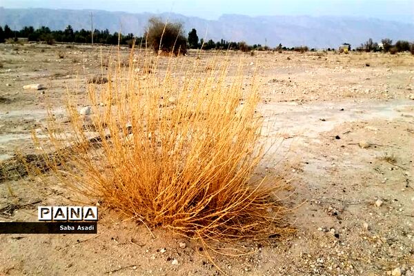 دشت گله دار در حصار خشکسالی