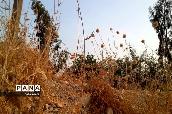 دشت گله دار در حصار خشکسالی