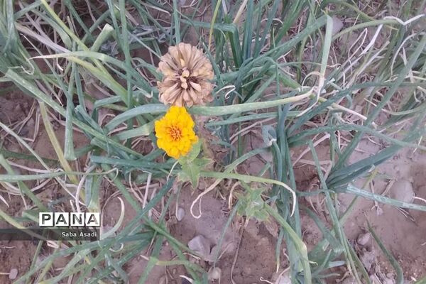 دشت گله دار در حصار خشکسالی