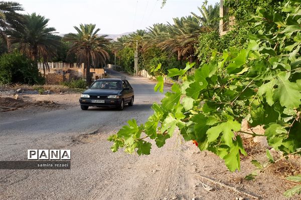 خطر تخریب باغ های میوه در خاوران