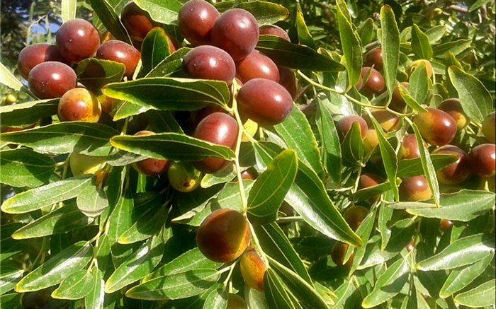 همایش ملی و استارت‌آپ کمک زیادی به برند سازی عناب خراسان جنوبی می‌کند