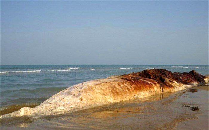 تصویر/ لاشه نهنگ در ساحل بوشهر