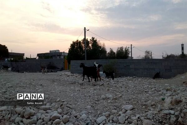 پرورش گوسفند و بره یک سرمایه‌گذاری بی ضرر در گله دار
