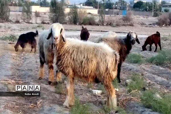 پرورش گوسفند و بره یک سرمایه‌گذاری بی ضرر در گله دار