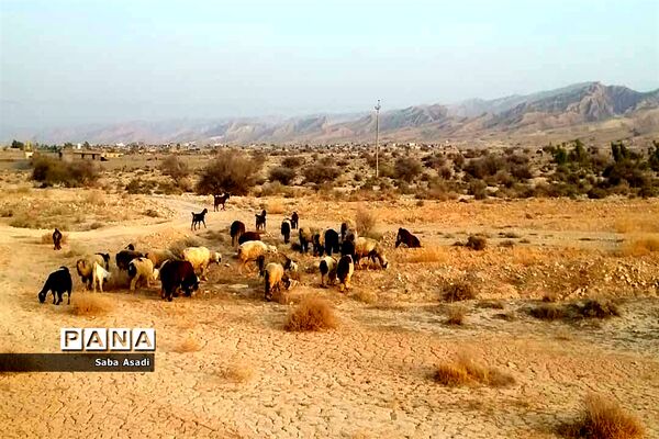پرورش گوسفند و بره یک سرمایه‌گذاری بی ضرر در گله دار