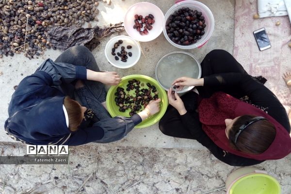 آغاز برداشت رطب و خرما از نخلستان‌های لامِرد فارس