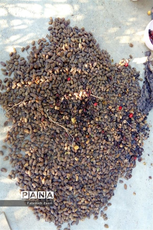 آغاز برداشت رطب و خرما از نخلستان‌های لامِرد فارس