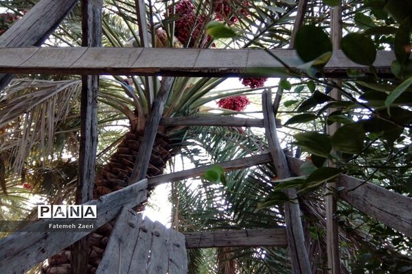 آغاز برداشت رطب و خرما از نخلستان‌های لامِرد فارس