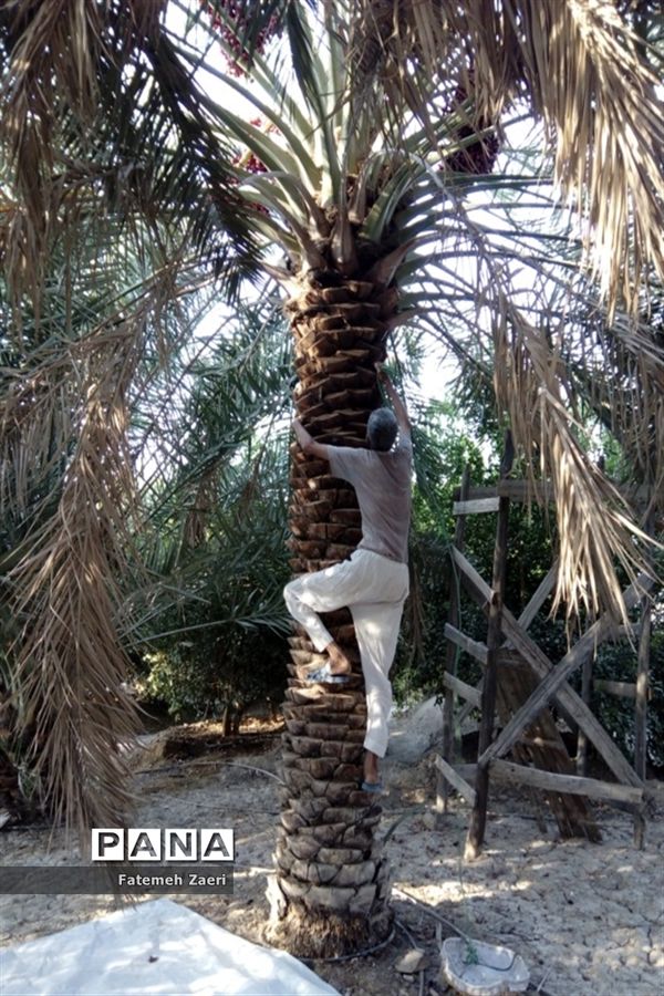 آغاز برداشت رطب و خرما از نخلستان‌های لامِرد فارس