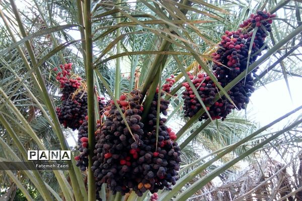 آغاز برداشت رطب و خرما از نخلستان‌های لامِرد فارس