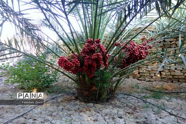 آغاز برداشت رطب و خرما از نخلستان‌های لامِرد فارس