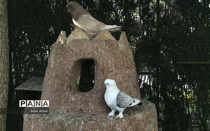 ممنوعیت شکار و صید پرندگان در مناطق آلوده به آنفلوانزا