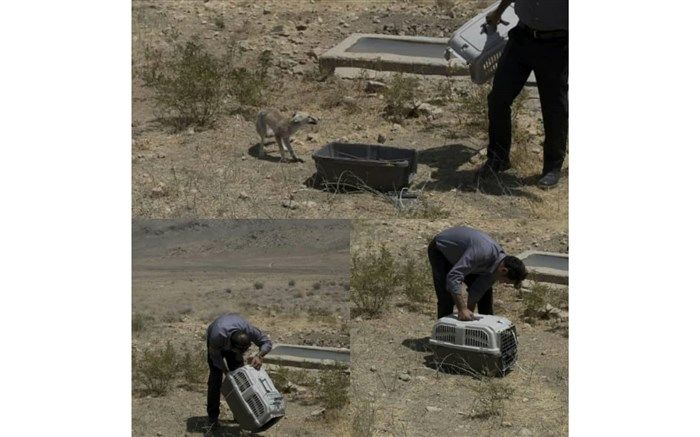 ‍ ‍ رها سازی یک قلاده روباه در پارک ملی بمو