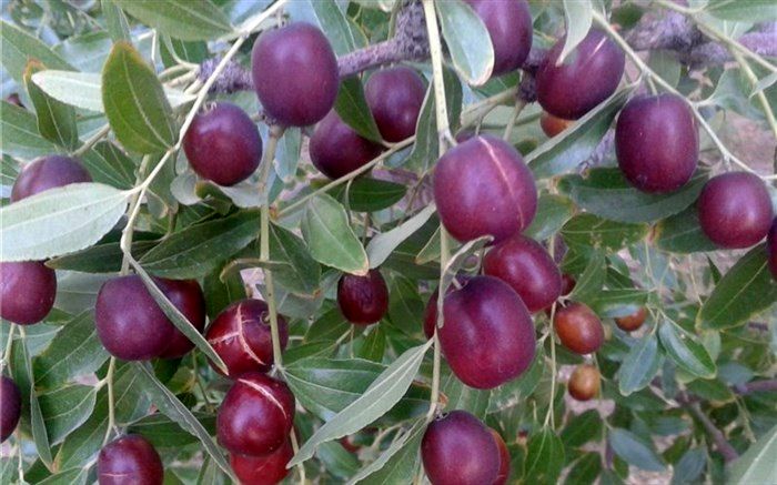 ظرفیت فرآوری عناب در استان خراسان جنوبی مغفول مانده است