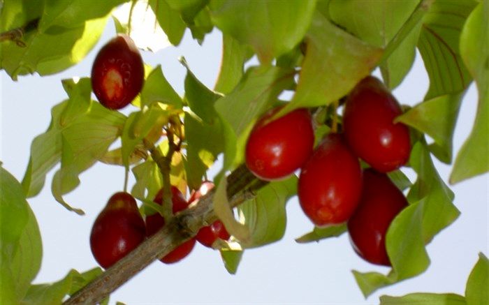 برداشت زغال اخته از ۷۰۰ هکتار باغ‌های استان قزوین آغاز شد