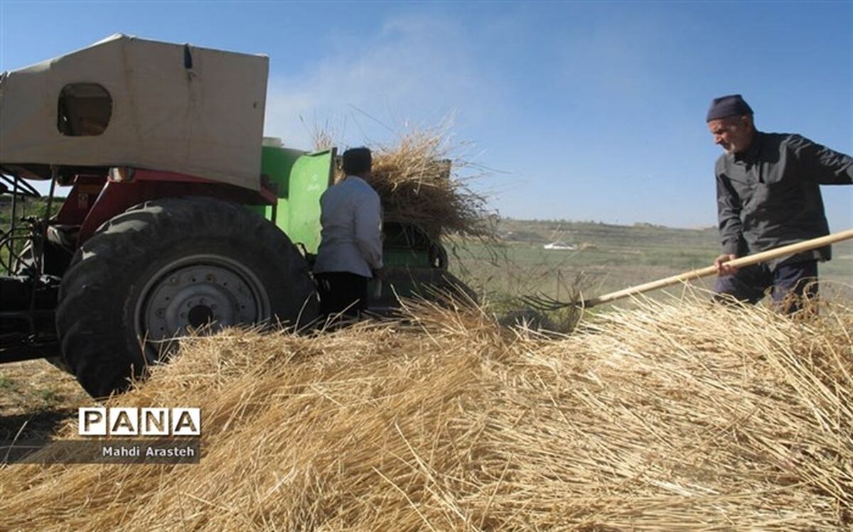 معاون وزیر جهاد کشاورزی:  نیازی به واردات گندم و شکر نداریم