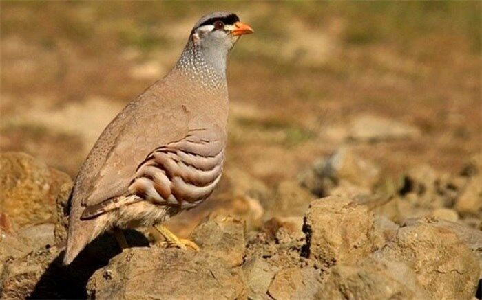 برداشت خرما، حقه شکارچی غیرمجاز برای فرار از دست ماموران