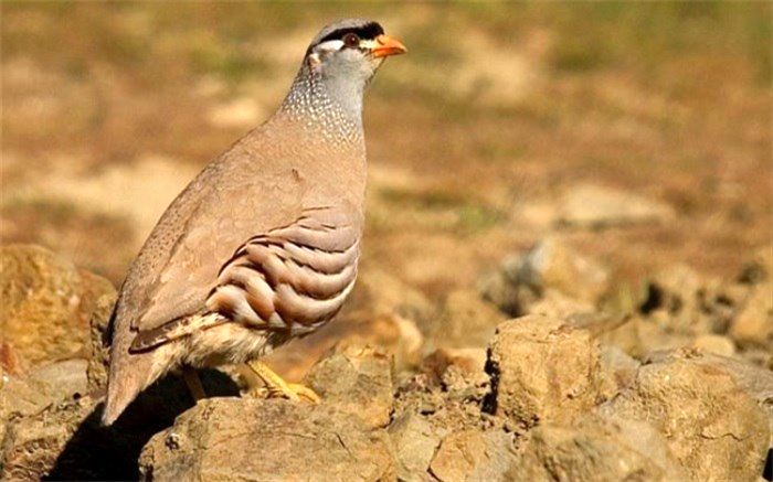 برداشت خرما، حقه شکارچی غیرمجاز برای فرار از دست ماموران