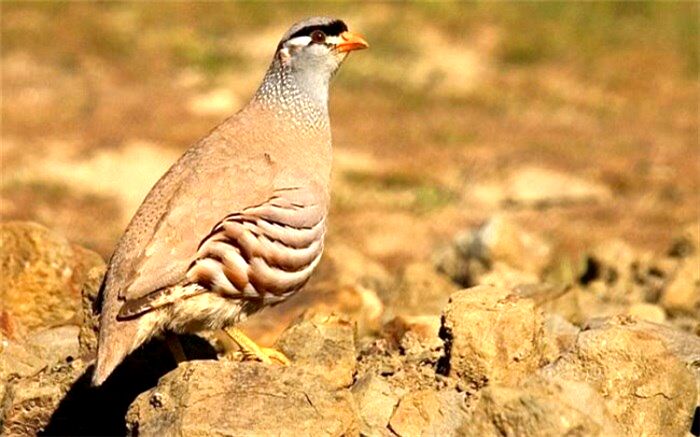 برداشت خرما، حقه شکارچی غیرمجاز برای فرار از دست ماموران