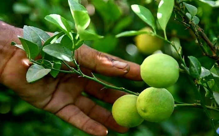 معجونی جادویی برای سوزاندن چربی‌ها