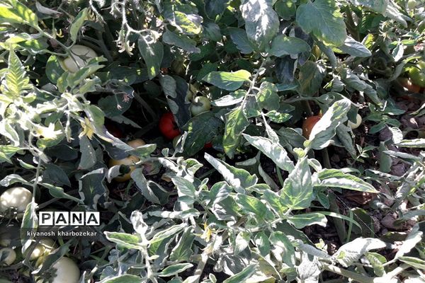 افتتاح و بازدید از طرح های بخش کشاورزی  جهاد کشاورزی آذربایجان غربی