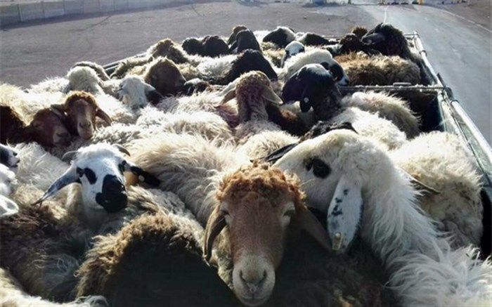 توقیف خودروی حامل دام زنده غیر مجاز در دیهوک