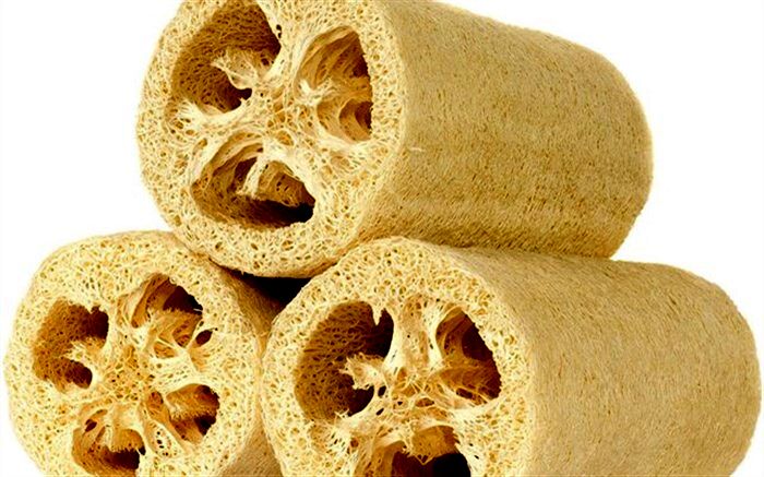 تولید لیف گیاهی با لوفا