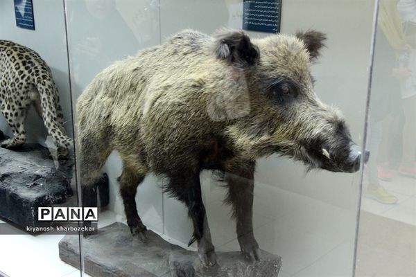 بازدید دانش آموزان همیار مشاور دختر از موزه تاریخ طبیعی ارومیه