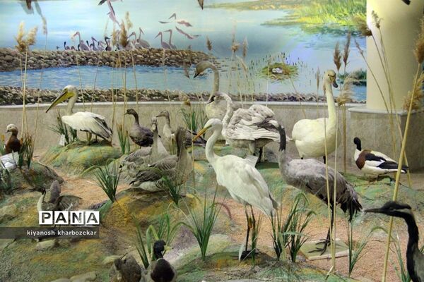 بازدید دانش آموزان همیار مشاور دختر از موزه تاریخ طبیعی ارومیه