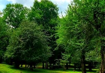  مرغ ملکوت و سفرس به اشعار مولانا 