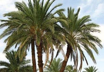 خرما، هدیه طبیعت و یادگار فرهنگ ایرانی
