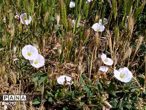 طبیعت در دل روستای برزنون،حال و هوای این دیار از قاب پانا
