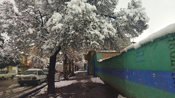 درختان طلایی ، سفید پوش شدند 