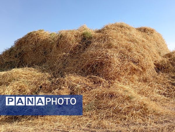 برداشت گندم در روستای گزکوه